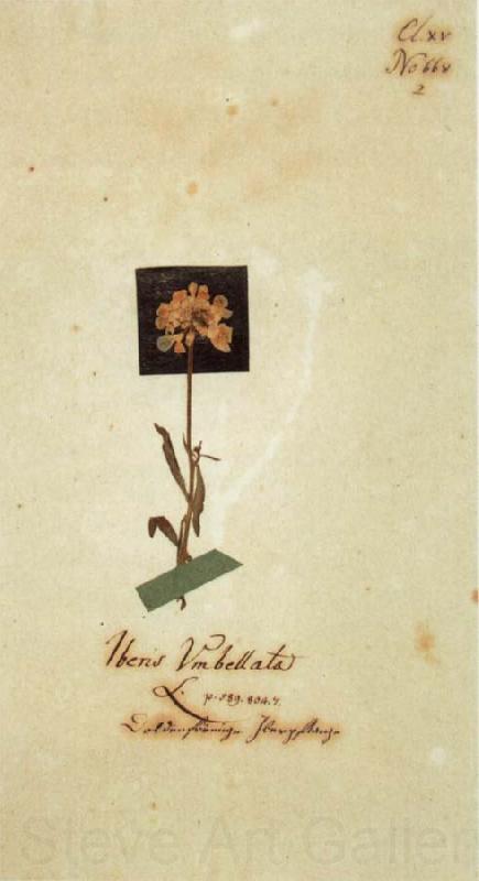 Johann Wolfgang von Goethe Herbarium sheet Spain oil painting art